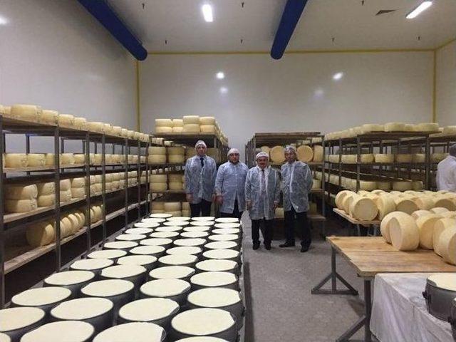 170 Kişiyle Üretim Yapan Peynir Fabrikasında İncelemeler