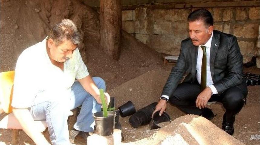 Toroslar&rsquo;da Ejder Meyvesi Yetiştiriliyor