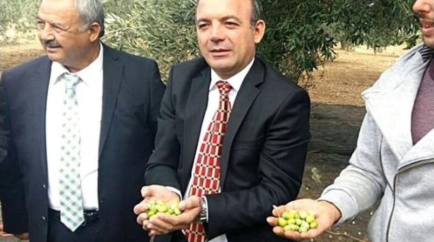 Burhaniye&rsquo;de Zeytin Hasadını Protokol Başlattı