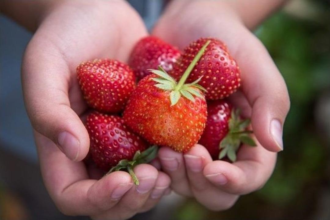 Kadınlar &Ccedil;ilek &Uuml;retecek