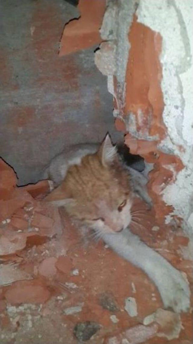 Duvar Arasına Sıkışan Kedi İtfaiye Ekiplerince Kurtarıldı