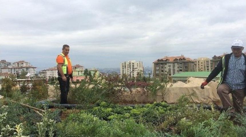 B&uuml;y&uuml;k&ccedil;ekmece&rsquo;de "yeşil &Ccedil;atı" Uygulaması