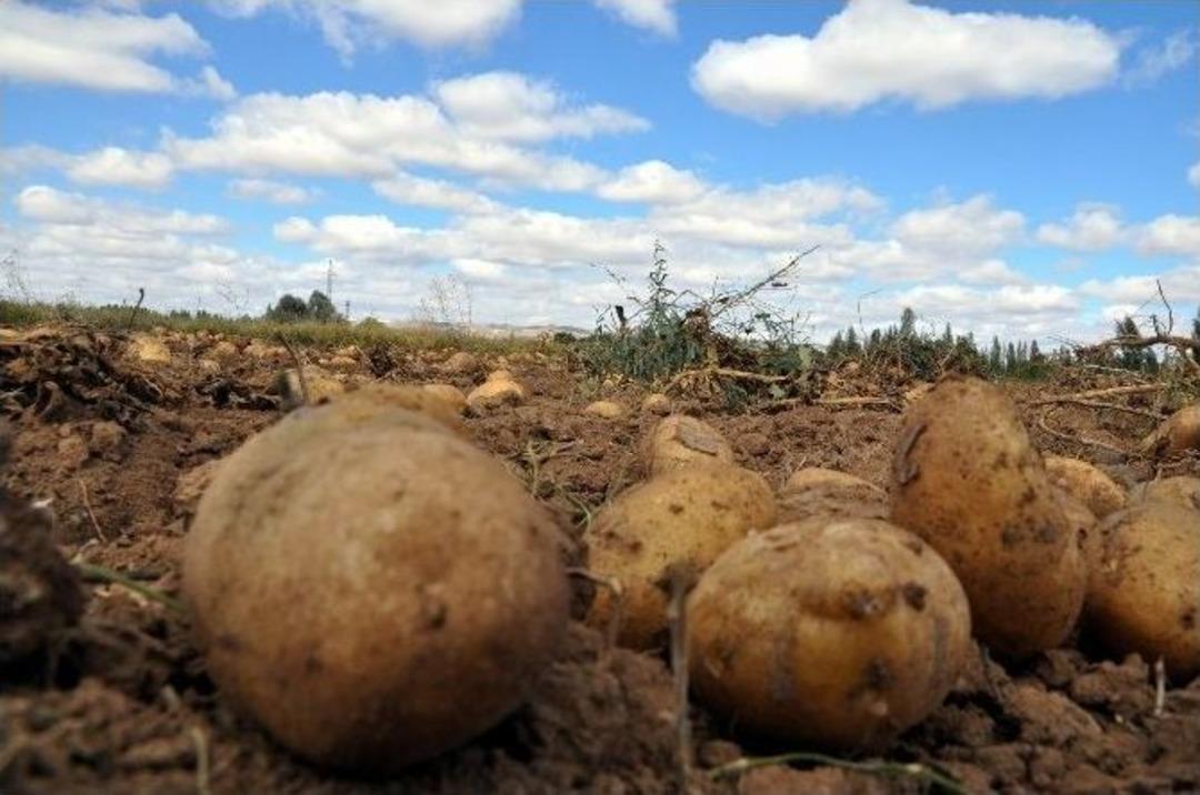 Sivas&rsquo;ta Patates Hasadı Başladı