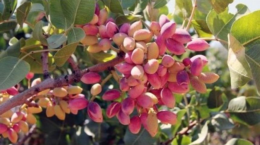 Antep Fıstığında Sevindiren Tebliğ