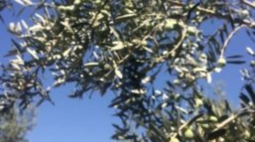 Mut&rsquo;ta Zeytin Hasadı Buruk Başladı