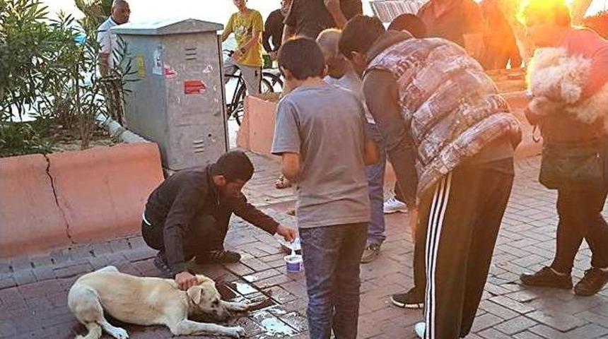 Zehirlenen K&ouml;peğin Hayatını B&ouml;yle Kurtardı