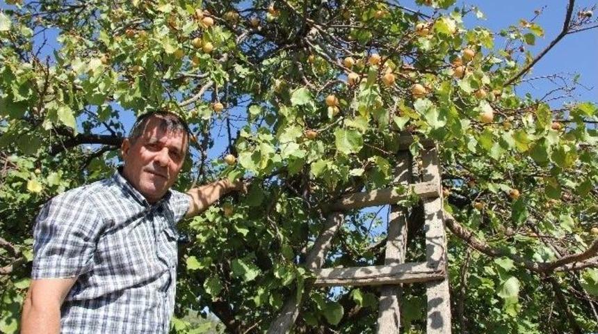 Eyl&uuml;l Ayında Meyve Veren Kayısı Ağacı Şaşırtıyor