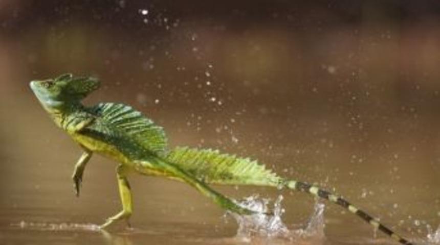 Su &Uuml;st&uuml;nde Y&uuml;r&uuml;yen &lsquo;&rsquo;yeşil Basiliski&rsquo;&rsquo; Adrenalin D&uuml;nyasında