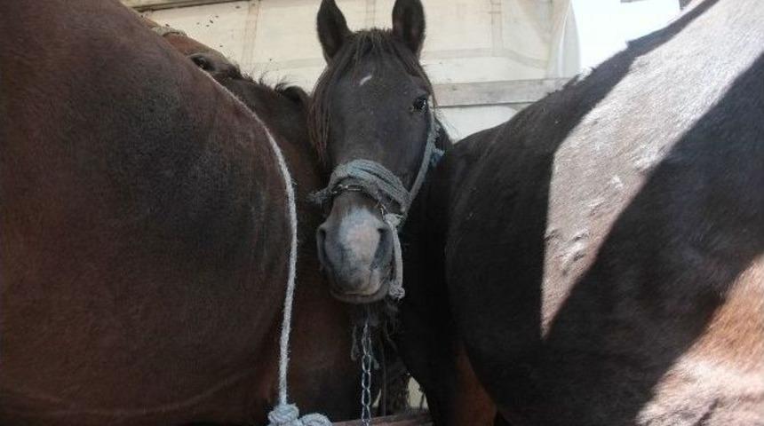 Polisin Durdurduğu Tır’ın Kasasından 35 At Çıktı