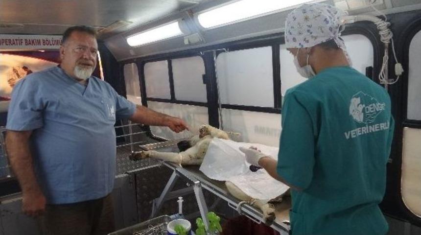 Tosya&rsquo;da Sokak K&ouml;pekleri Kısırlaştırma Operasyonu