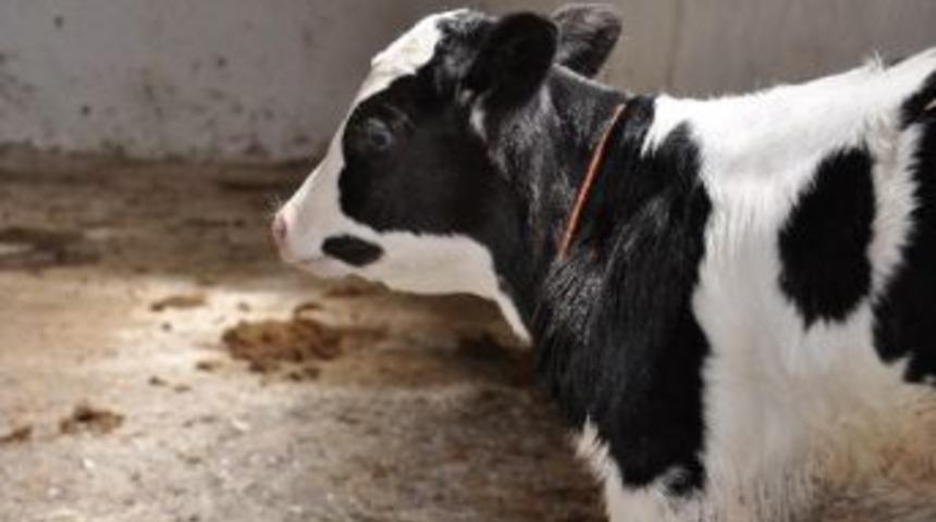 Buzağı Destekleme Başvuruları Devam Ediyor