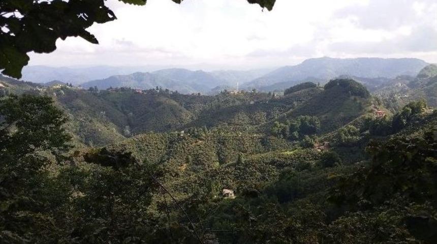 Fındıkta Destekleme Müracaatları 31 Aralık’ta Sona Eriyor