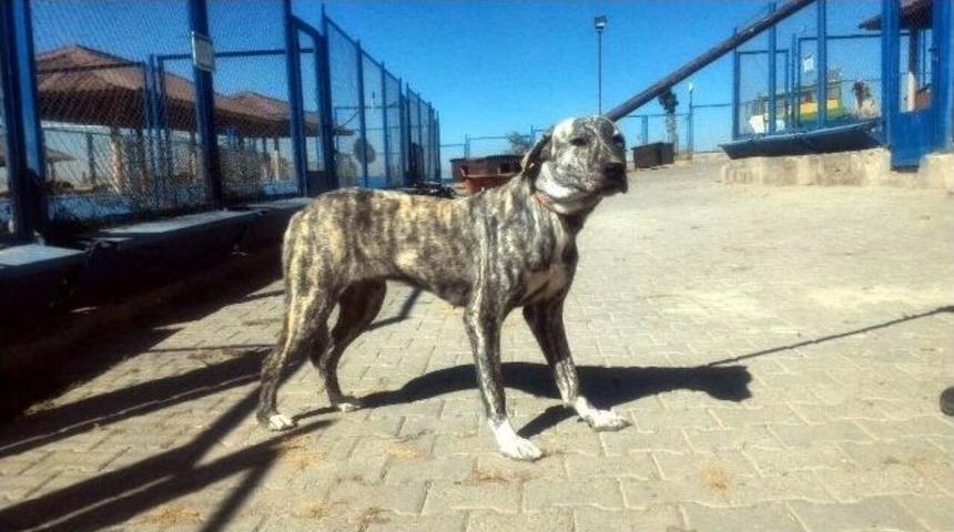 Pitbull Ve Dogo Cins K&ouml;pek Yetiştirene 16 Bin Tl Ceza Kesildi