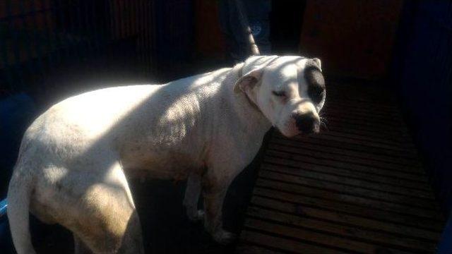 Pitbull Ve Dogo Cins Köpek Yetiştirene 16 Bin Tl Ceza Kesildi