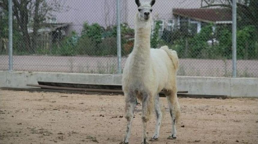 Uzuntarla Doğal Yaşam Parkı&rsquo;nda &Ccedil;alışmalar Devam Ediyor