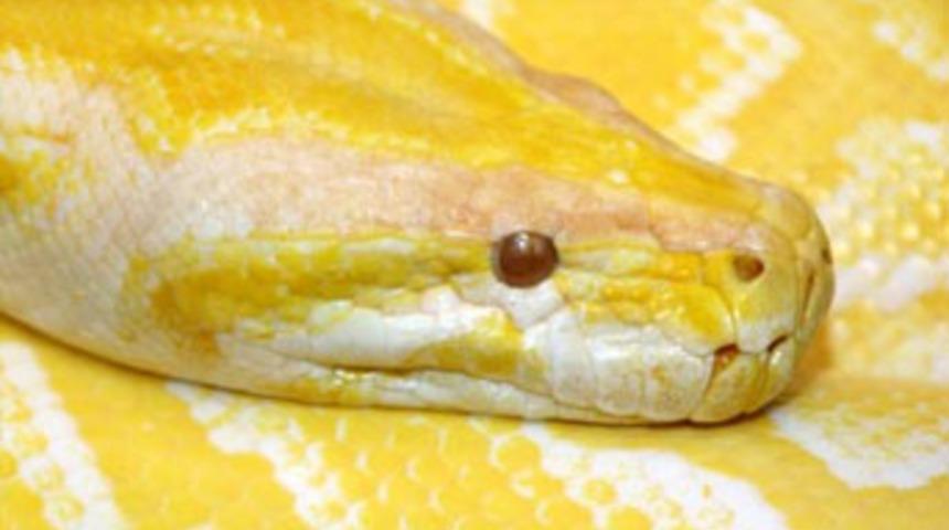 Bu yılan herkesi şaşırttı!