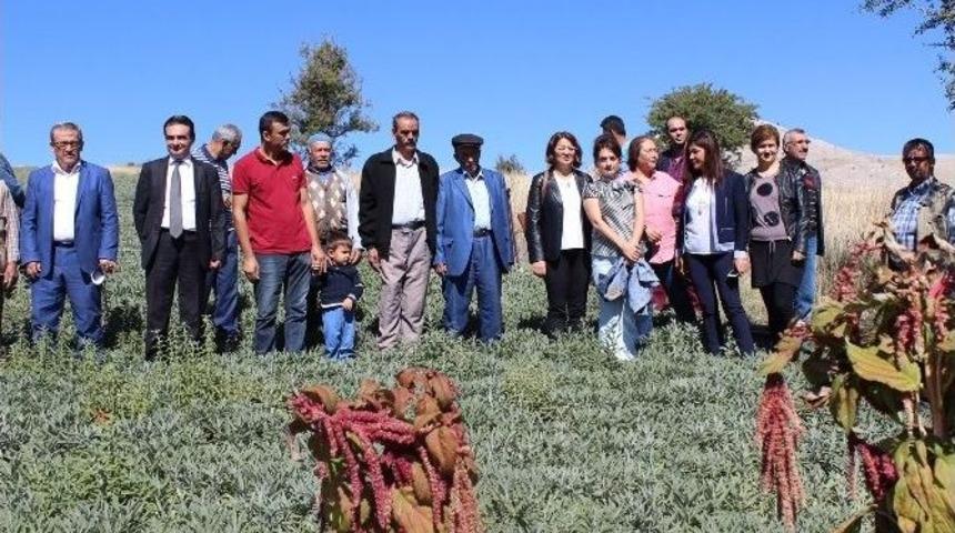 Korkuteli&rsquo;nde İlk Tıbbi Ada&ccedil;ayı Hasadı Yapıldı