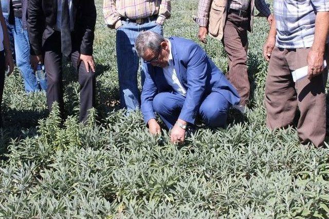 Korkuteli’nde İlk Tıbbi Adaçayı Hasadı Yapıldı