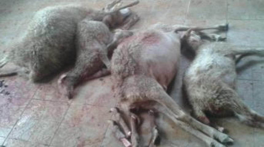 Otomobil &Ccedil;arpan 13 K&uuml;&ccedil;&uuml;kbaş Hayvan Telef Oldu