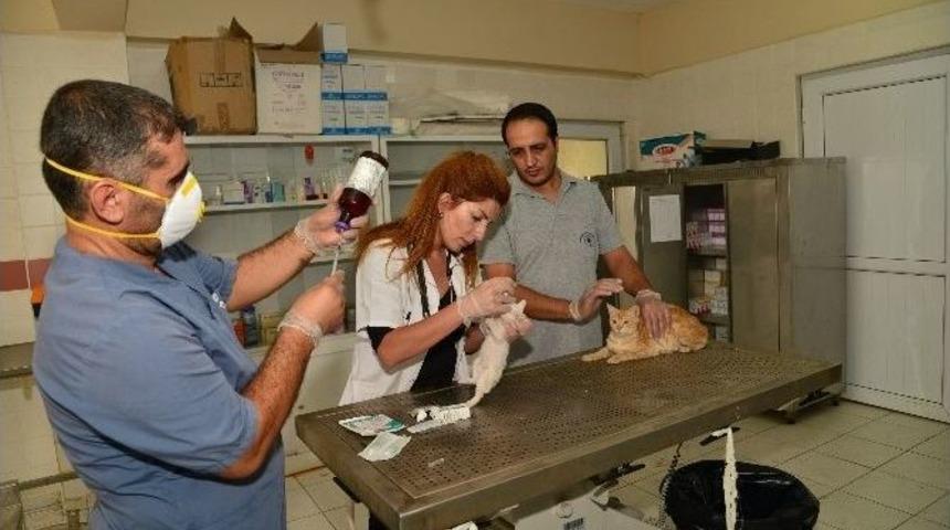 Hayvan Bakımevi Merkezi&rsquo;nde 921 Hayvan Ameliyat Edildi