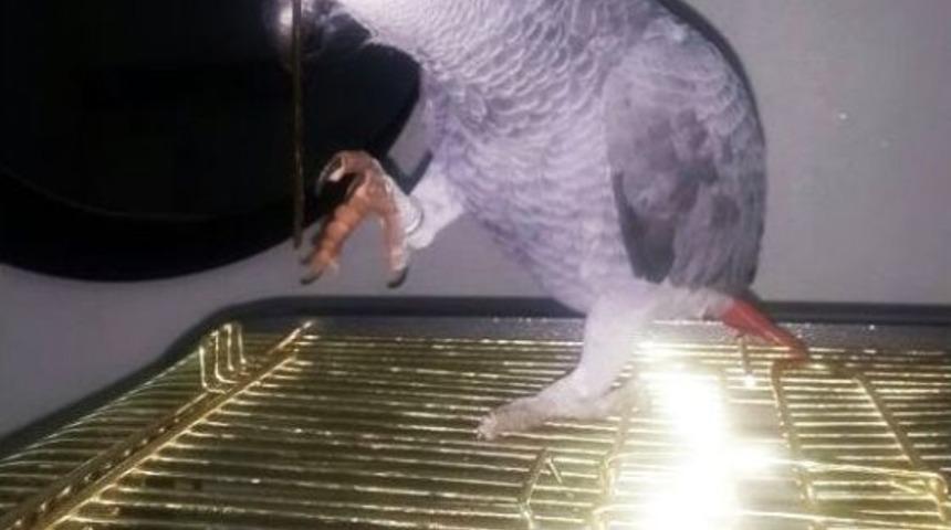 Papağanı Bulana 500 Lira &Ouml;d&uuml;l