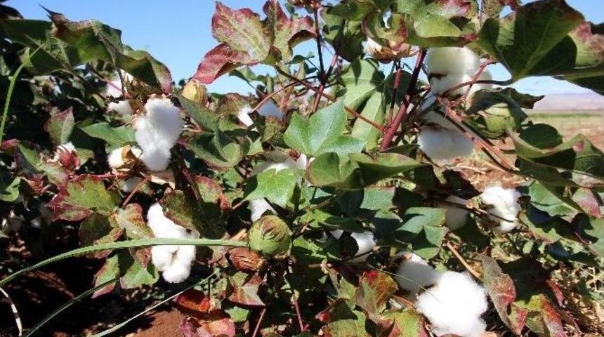 Kalem Tutan Eller, Beyaz Altın Topluyor