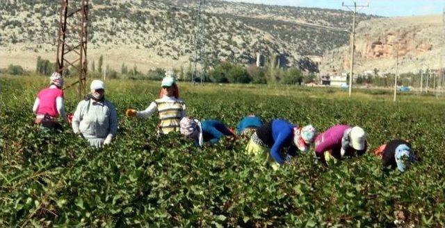 Kalem Tutan Eller, Beyaz Altın Topluyor