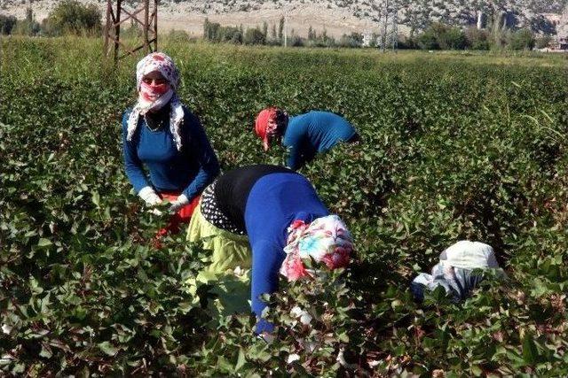 Kalem Tutan Eller, Beyaz Altın Topluyor