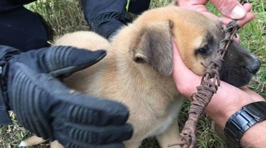 Tellere Sıkışan Yavru K&ouml;pek İtfaiye Tarafından Kurtarıldı