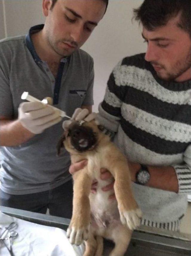 Tellere Sıkışan Yavru Köpek İtfaiye Tarafından Kurtarıldı