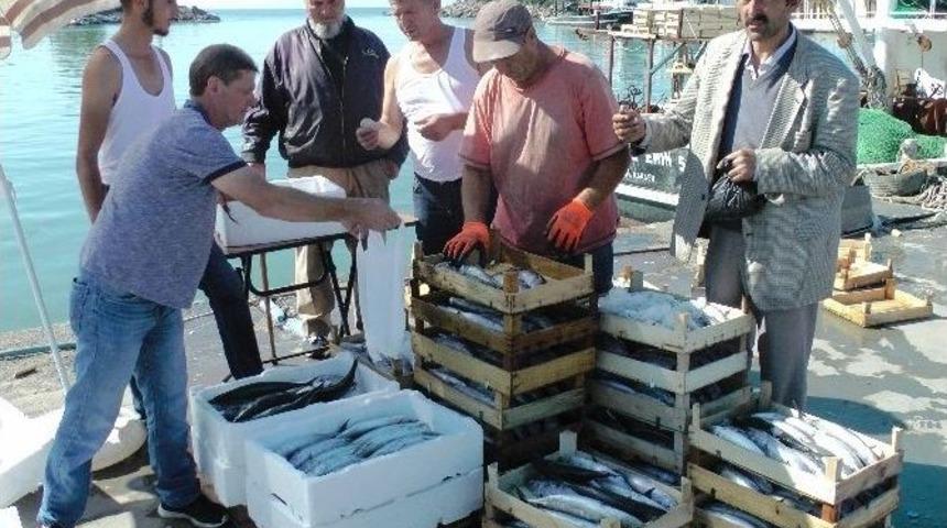 Karadeniz&rsquo;de Palamut Bereketi