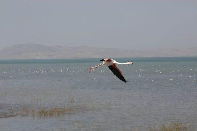 Flamingolar Van&rsquo;ı Sevdi 1