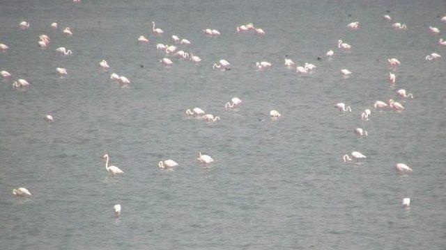 Flamingolar Van&rsquo;ı Sevdi 2