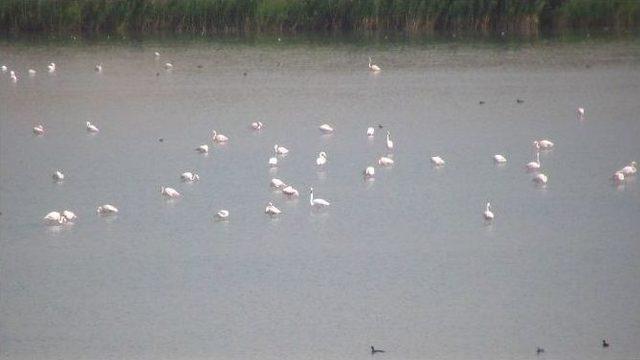 Flamingolar Van&rsquo;ı Sevdi 3
