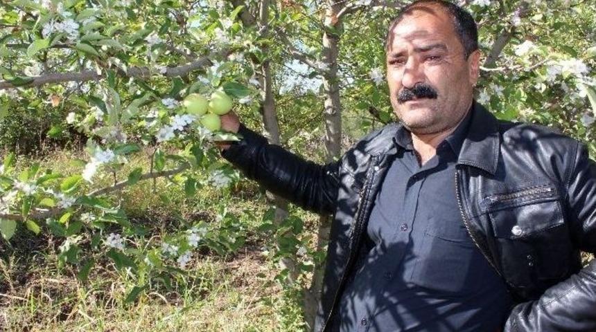 Elma Ağa&ccedil;ları Hem &Ccedil;i&ccedil;ek A&ccedil;tı Hem Meyve Verdi