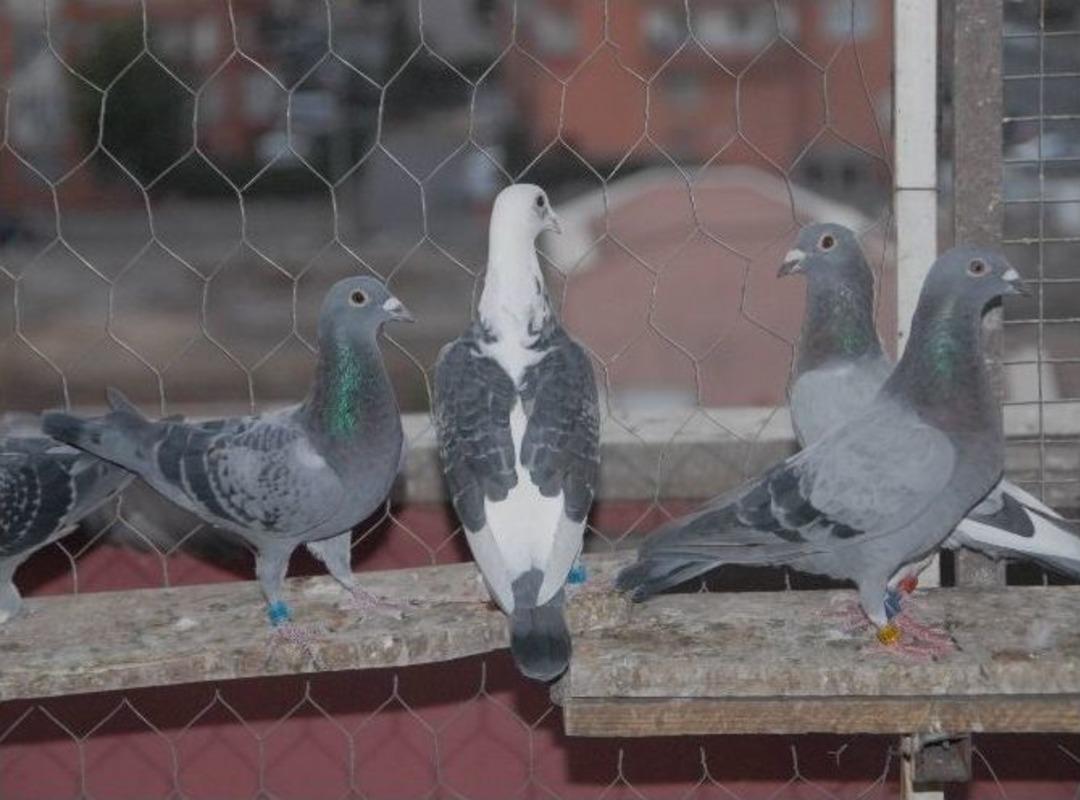 Teknoloji Evrildi, Posta G&uuml;vercinleri Unutuldu