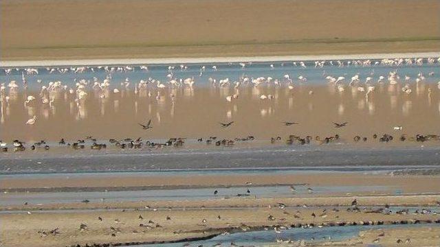 D&uuml;den G&ouml;l&uuml;&rsquo;ne Yaban Kazları Gelmeye Başladı 1