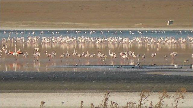 D&uuml;den G&ouml;l&uuml;&rsquo;ne Yaban Kazları Gelmeye Başladı 2