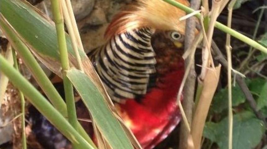 Ovacık&rsquo;ta Altuni S&uuml;l&uuml;n Kuşu G&ouml;r&uuml;ld&uuml;