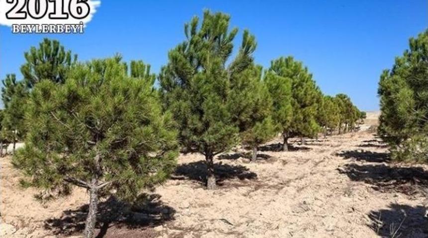 Şehitkamil&rsquo;in Fidanları Ağa&ccedil; Oldu