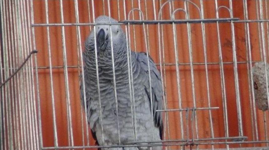 B&ouml;yle Papağan G&ouml;r&uuml;lmedi