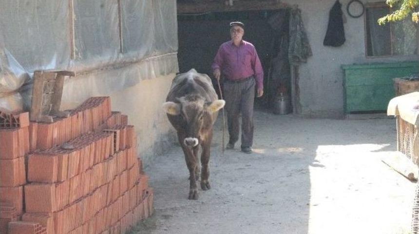 Yeni K&ouml;ylerinde Ahır Olmayınca, Buzağılarına Evlerinde Bakıyorlar