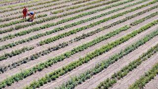Tuzlukçu Parkı Ve Fidanlığı Üretime Katkı Sağlıyor
