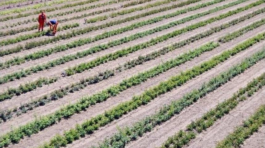 Tuzlukçu Parkı Ve Fidanlığı Üretime Katkı Sağlıyor