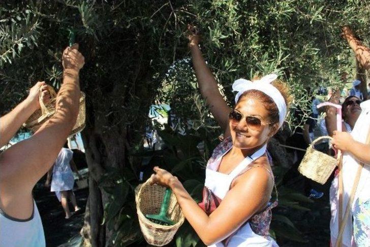 Turistler Tatili Bırakıp Zeytin Topladı G1