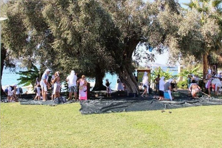 Turistler Tatili Bırakıp Zeytin Topladı G2