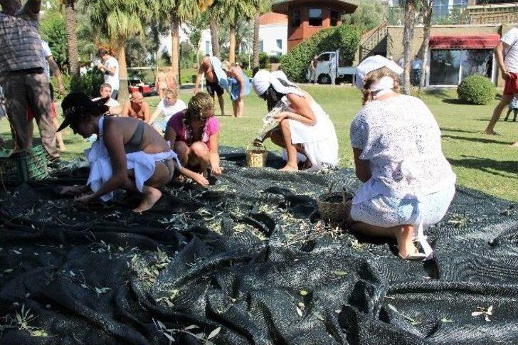 Turistler Tatili Bırakıp Zeytin Topladı G5