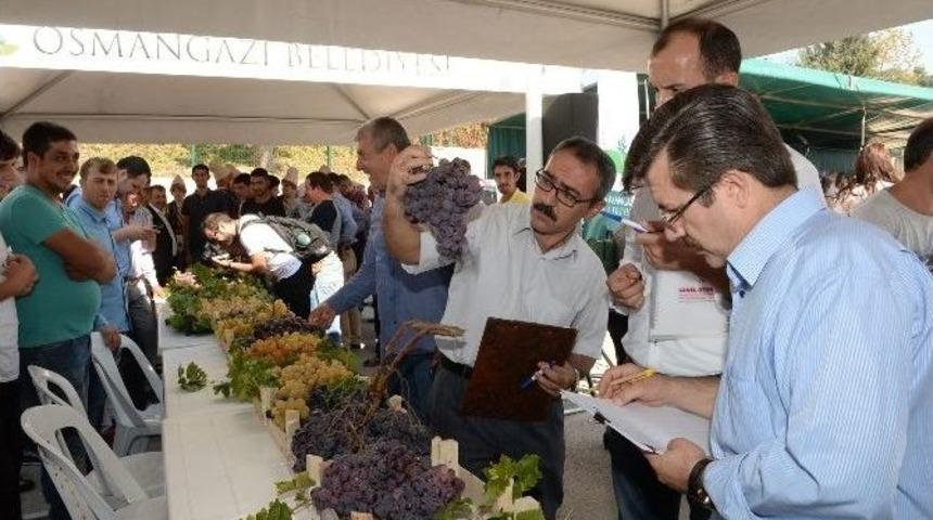 Bursa&rsquo;da &Uuml;z&uuml;mler G&ouml;r&uuml;c&uuml;ye &Ccedil;ıktı