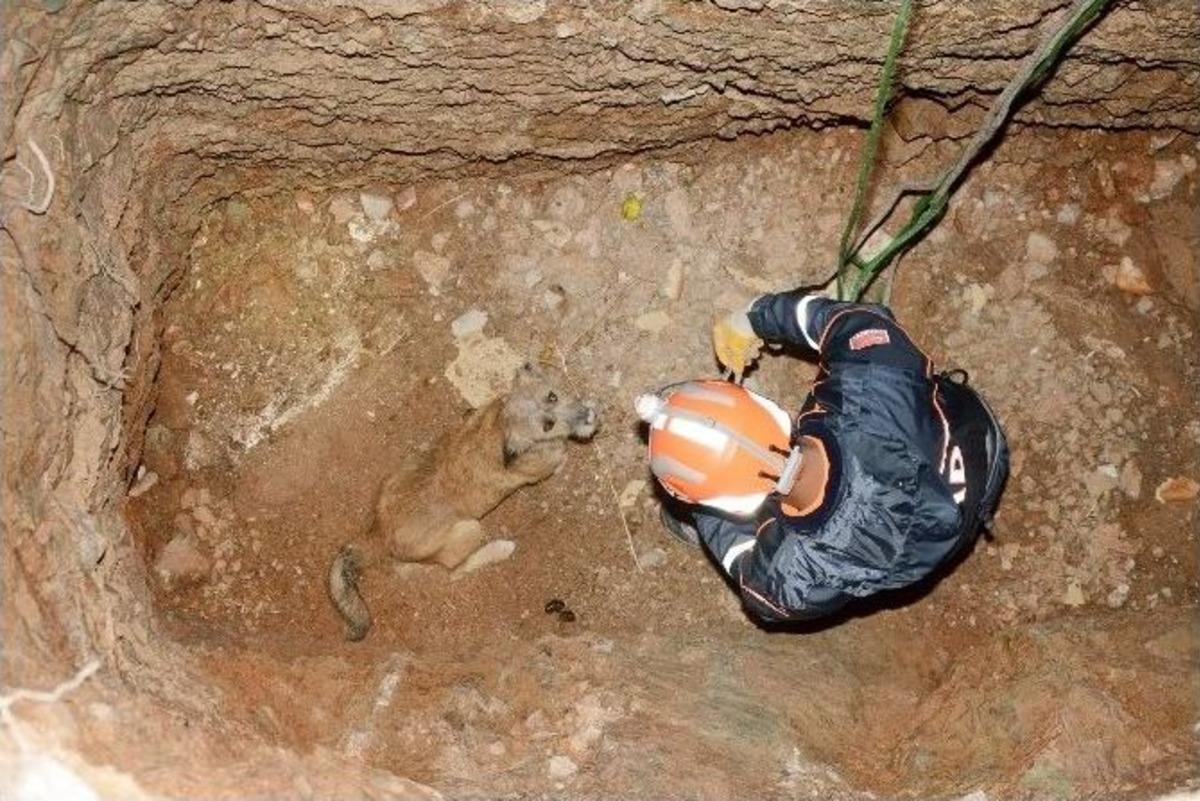 Kuyuya D&uuml;şen K&ouml;pek Afad Ekiplerince Kurtarıldı