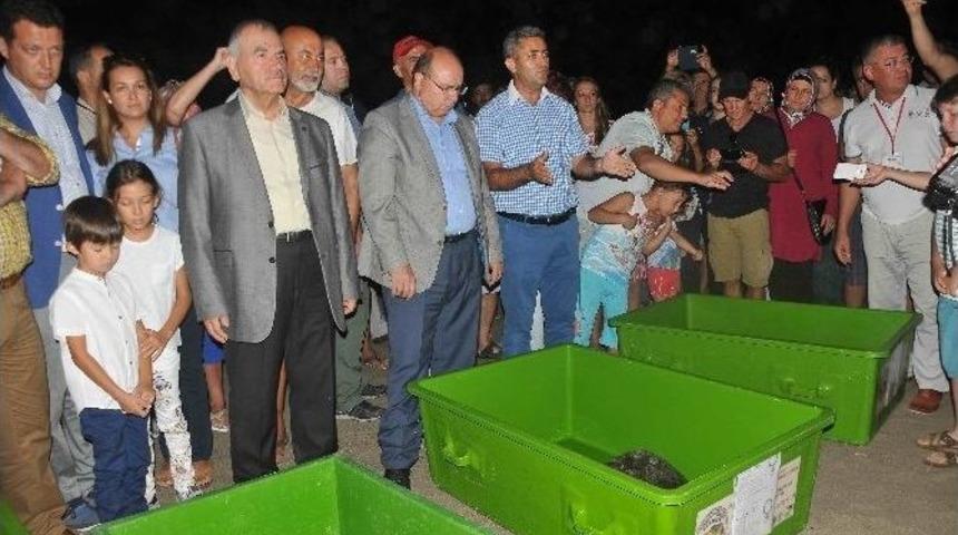 Dekamer&rsquo;de Tedavileri Tamamlanan Deniz Kaplumbağaları Denize Bırakıldı